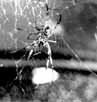 Nephila_mating