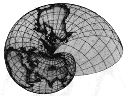 Denes_Shell